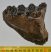 Mammuthus meridionalis részleges fog (708 gramm)