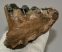 Mammuthus meridionalis partial tooth (708 grams)