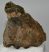 Mammuthus meridionalis részleges fog (708 gramm)