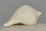 Sycostoma bulbus from France