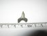 Lamna nasus shark tooth (16,5 mm x 15 mm)