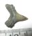 Lamna nasus shark tooth (16,5 mm x 15 mm)