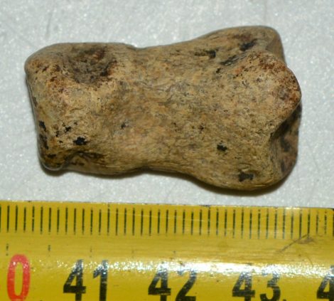 Ursus spelaeus toe bone (32 mm)