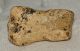 Ursus spelaeus toe bone (32 mm)