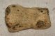 Ursus spelaeus toe bone (32 mm)