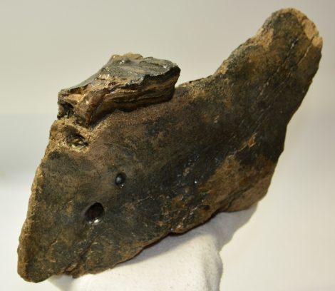 Mammuthus meridionalis partial jaw (2450 grams)