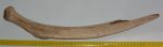 Mammuthus primigenius részleges borda csont (513 mm)
