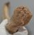 Mammuthus primigenius részleges borda csont (513 mm)
