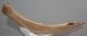 Mammuthus primigenius részleges borda csont (513 mm)