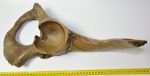Rhinoceros partial plevis bone (Woolly Rhino?)