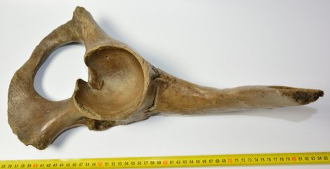 Orrszarvú részleges medence csont (Coelodonta?)