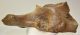 Orrszarvú részleges medence csont (Coelodonta?)