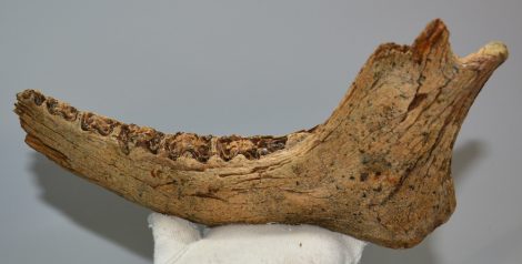 Megaloceros giganteus részleges állkapocs csont (290 mm) ELFOGYOTT (ÁN) 06