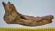 Megaloceros giganteus részleges állkapocs csont (290 mm) ELFOGYOTT (ÁN) 06