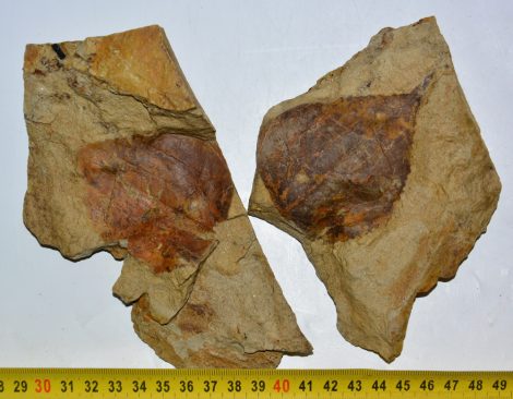 Populus sp. leaf pair fossil from Hungary SOLD (PA) 12