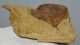 Populus sp. leaf pair fossil from Hungary SOLD (PA) 12