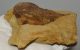 Miocén korú Populus sp. levél lenyomat párban