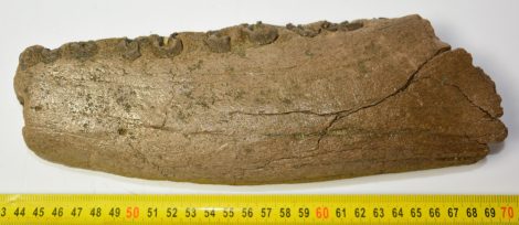 Stephanorhinus sp. részleges orrszarvú állkapocs (1458 gramm)