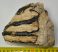 Mammuthus meridionalis részleges fog (783 gramm)