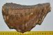 Mammuthus primigenius tooth (1453 grams) Woolly Mammoth