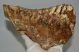 Mammuthus primigenius tooth (1453 grams) Woolly Mammoth