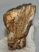 Mammuthus primigenius tooth (1453 grams) Woolly Mammoth