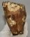 Mammuthus primigenius tooth (1453 grams) Woolly Mammoth