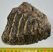 Mammuthus sp. partial tooth (1000 grams)