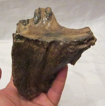 Mammuthus meridionalis rágás során elkoptatott foga (552 gramm)