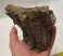 Mammuthus meridionalis tooth (552 gram)