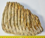 Mammuthus primigenius partial tooth (1772 grams)