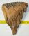 Mammuthus primigenius tooth (1266 grams) Woolly Mammoth