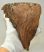 Mammuthus primigenius tooth (1266 grams) Woolly Mammoth