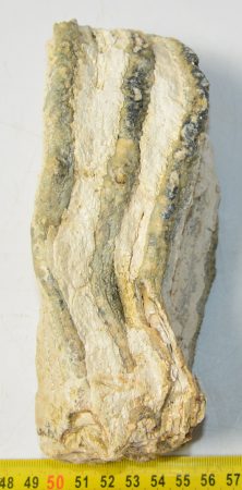 Mammuthus primigenius partial tooth (999 grams)