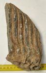 Mammuthus primigenius részleges fog (1471 gramm)