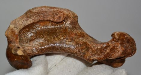 Pagophilus groenlandicus Seal humerus bone (113 mm)