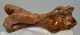 Pagophilus groenlandicus fóka felkar csont (113 mm)