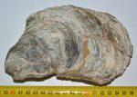   Eocén korú Ostrea kagyló kövület Pusztavám közeléből