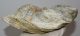 Eocén korú Ostrea kagyló kövület Pusztavám közeléből