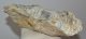 Eocén korú Ostrea kagyló kövület Pusztavám közeléből