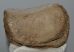 Mammuthus meridionalis patella bone (1305 grams)