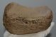 Mammuthus meridionalis patella bone (1305 grams)