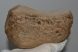 Mammuthus meridionalis patella bone (1305 grams)