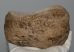 Mammuthus meridionalis patella bone (1305 grams)