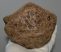 Mammuthus meridionalis patella bone (1305 grams)