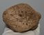 Mammuthus meridionalis patella bone (1305 grams)