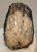 Mammuthus meridionalis részleges fog (831 gramm)