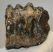 Mammuthus meridionalis Southern mammoth partial tooth (831 grams)