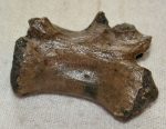 Allognathosuchus sp. vertebra from France