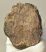 Mammuthus meridionalis partial tooth (722 grams) Mammuthus meridionalis partial tooth (722 grams)